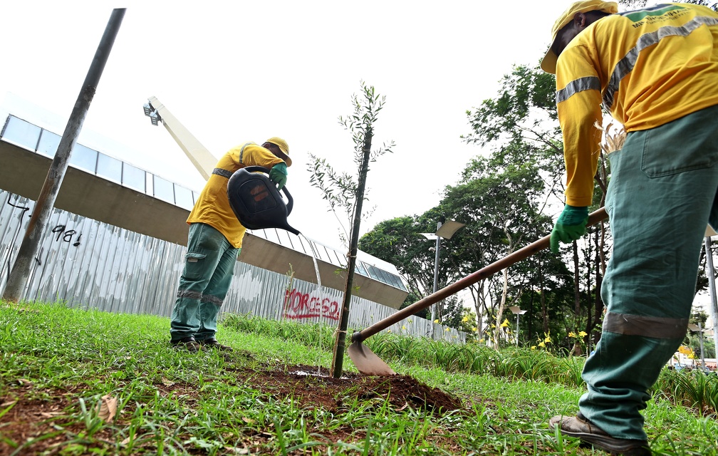 Árvores plantadas no Centro de Convivência substituem espécies que ofereciam risco