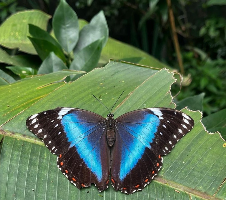 Divulgação/PMC Entre as espécies encontradas estão raridades como o azulão Morpho menelaus e a asa-de-vidro Oleria aquata