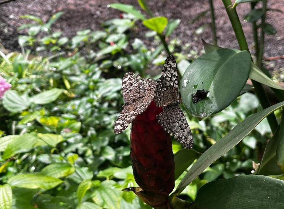 Divulgação/PMC Pesquisa reforça a importância da biodiversidade para o equilíbrio ecológico e a conservação
