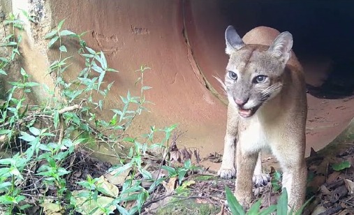 Divulgação/FJPO Felino recebeu 50,5% do total de votos dos internautas