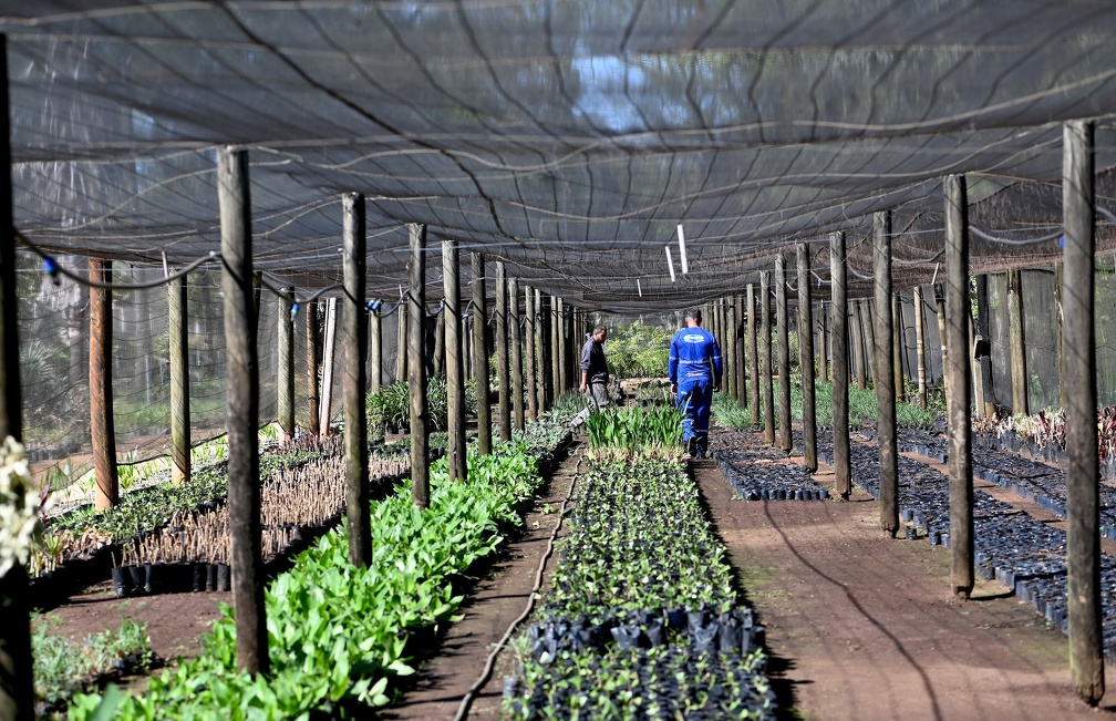 Plantinhas vêm do Viveiro Municipal 