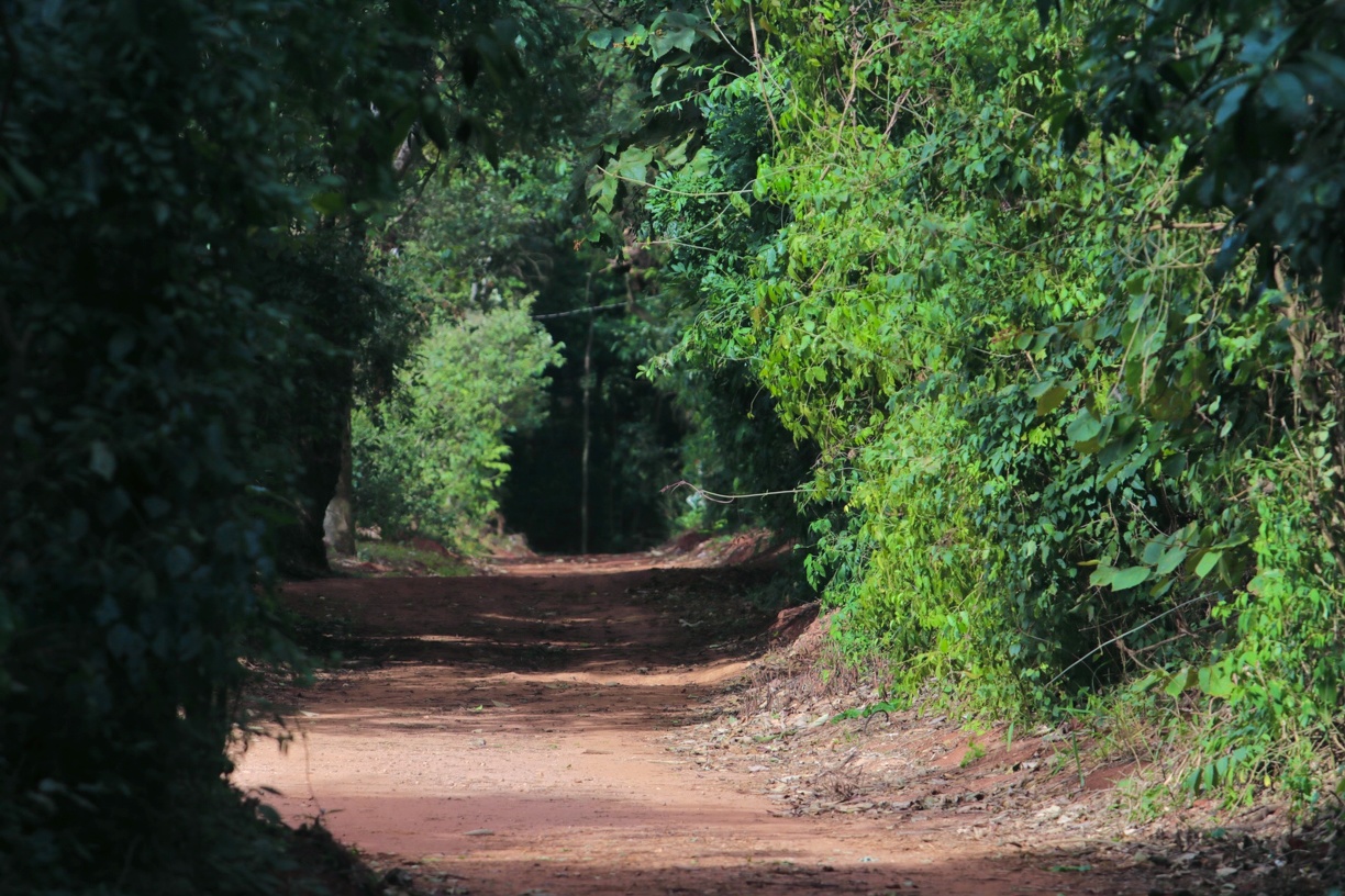 Mutirão é oportunidade para ir com a família e amigos desfrutar do ambiente da Mata de Santa Genebra