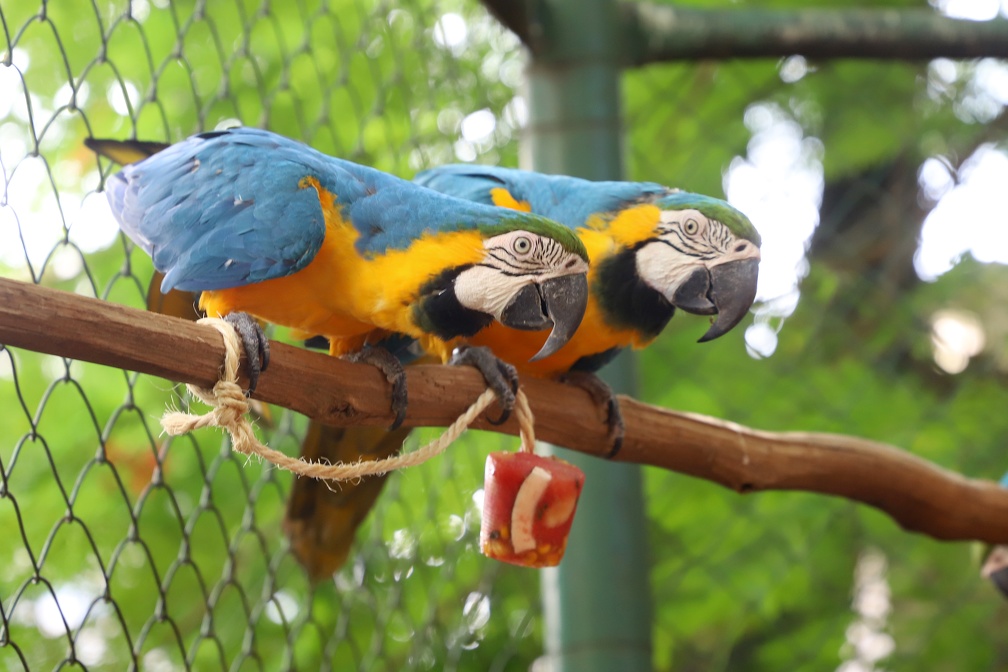 Araras  recebem sorvetes pendurados em fios de juta permitindo que as aves se revezassem para mordiscar a guloseima gelada