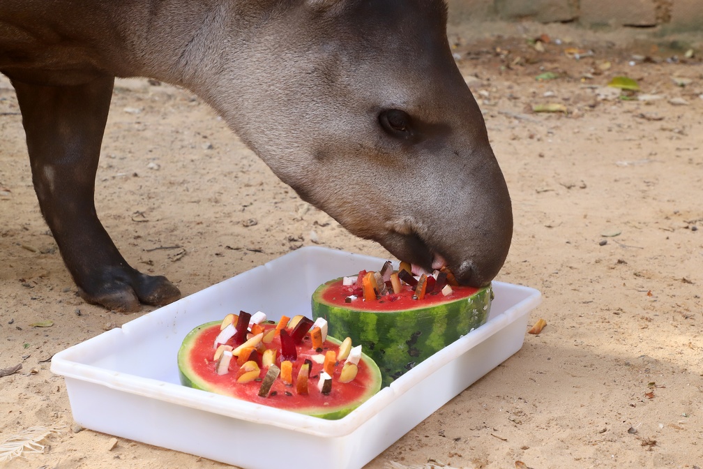 A iniciativa não é apenas nutritiva, mas também lúdica já que faz com que os animais se movimentem