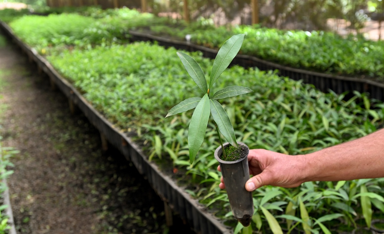 Mudas saem do Viveiro Municipal ‘Otávio Tisseli Filho’