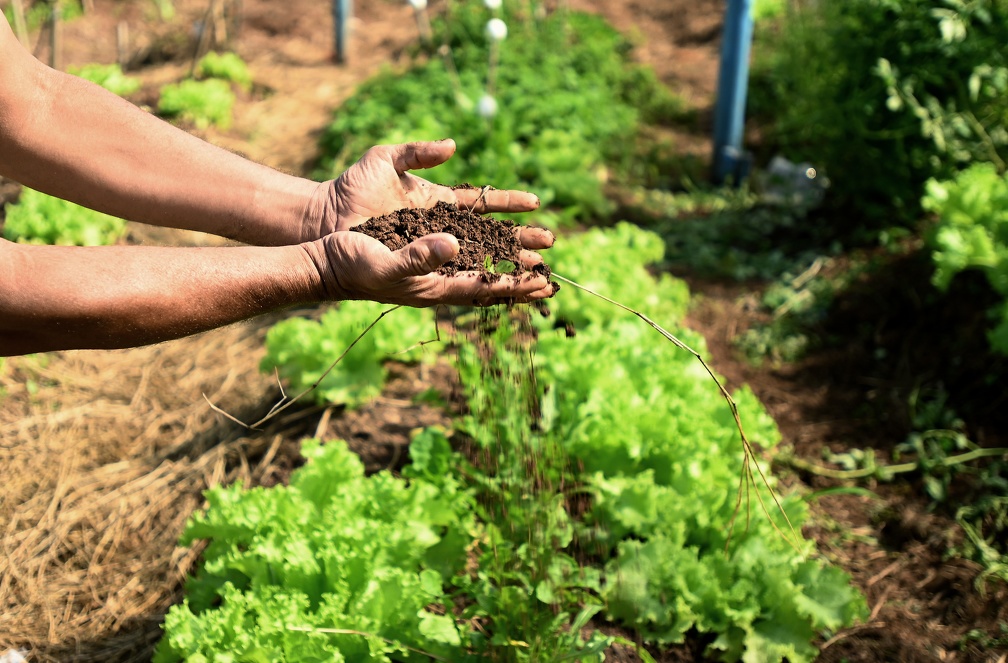 Ao longo do ano passado, a horta do Florence plantou 20.321 mudas e sementes, com permanente renovação dos canteiros