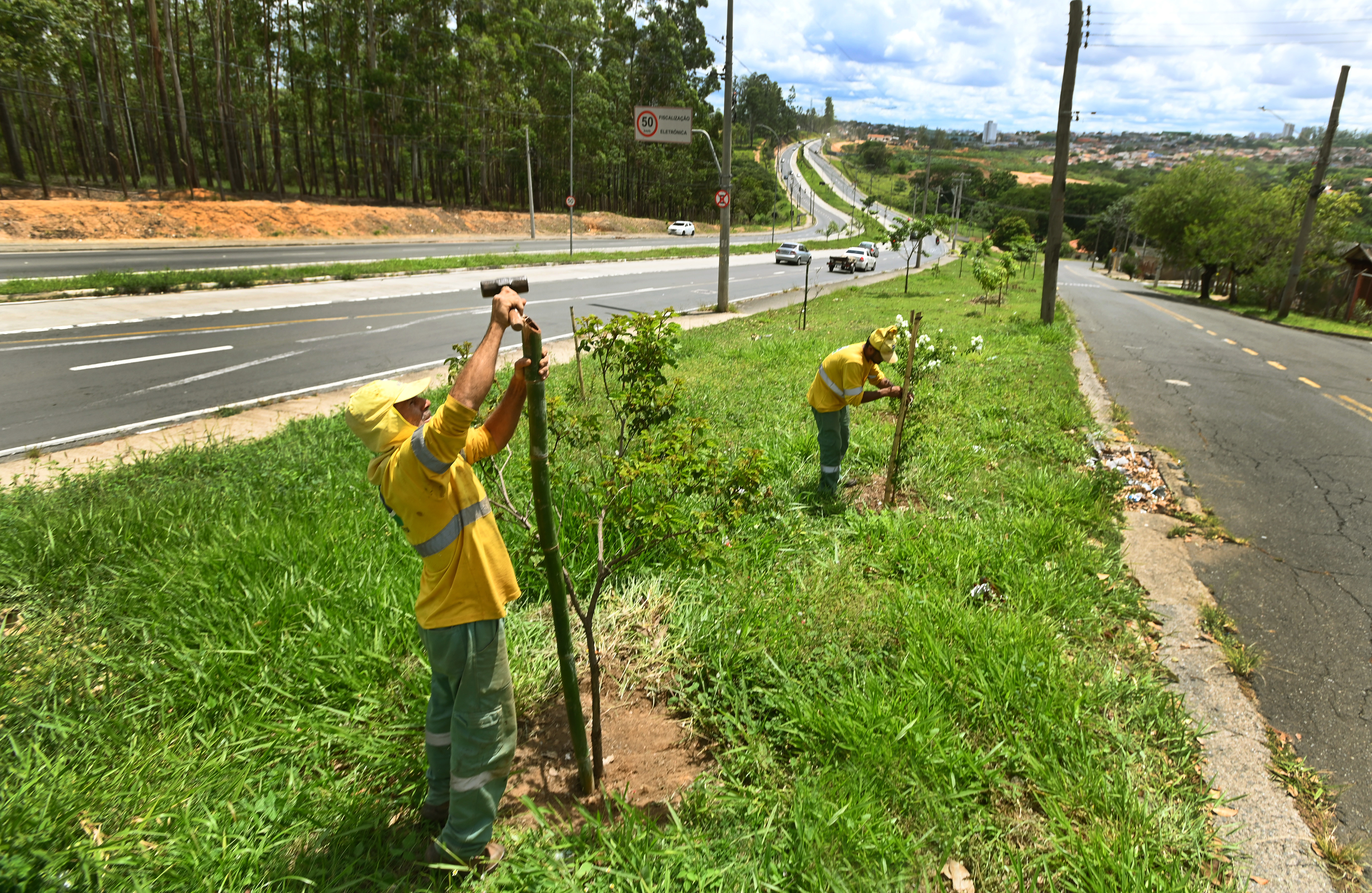 Mudas saem do Viveiro Municipal ‘Otávio Tisseli Filho’