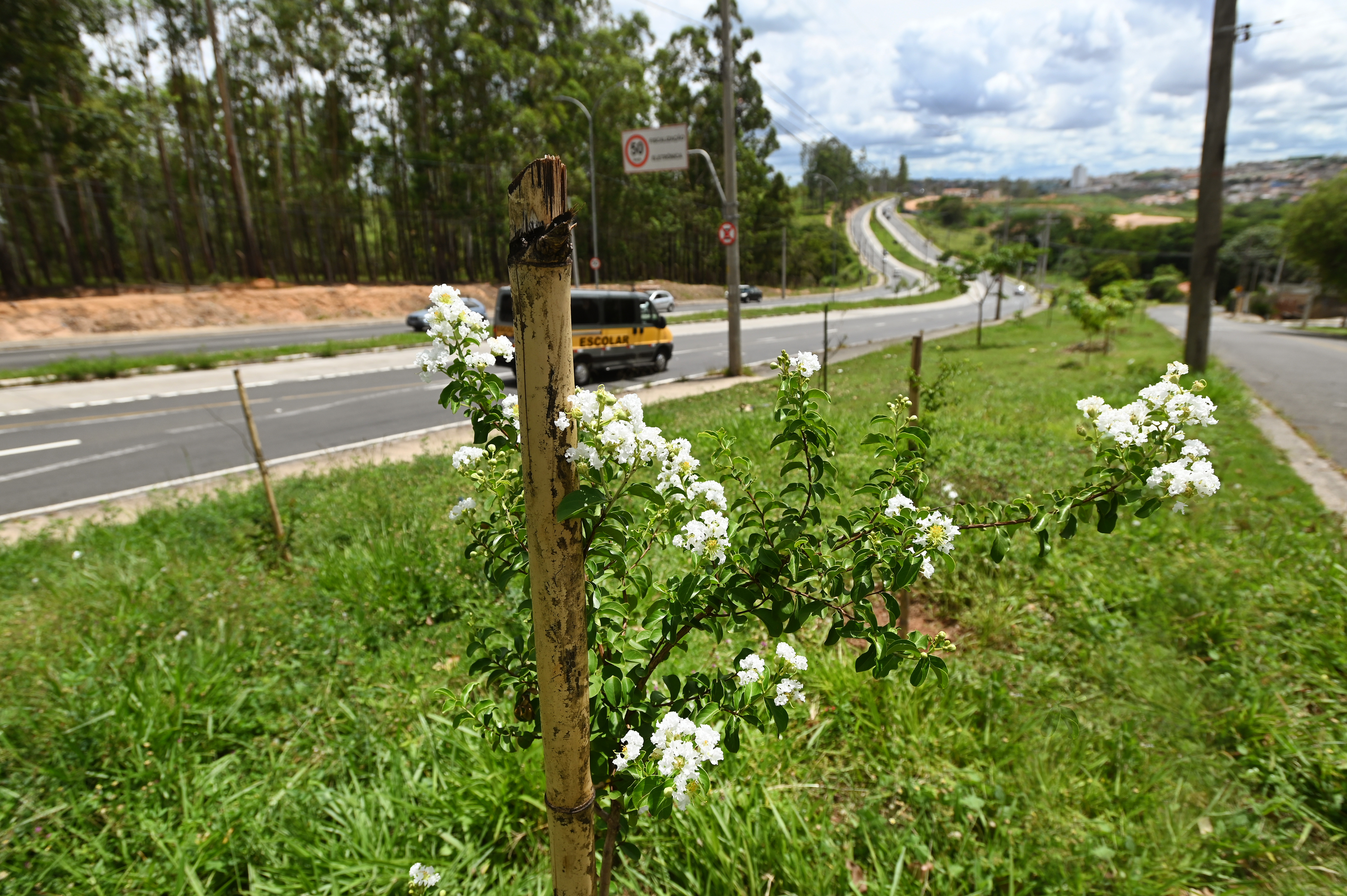A espécie Reseda Norma foi a escolhida para o plantio