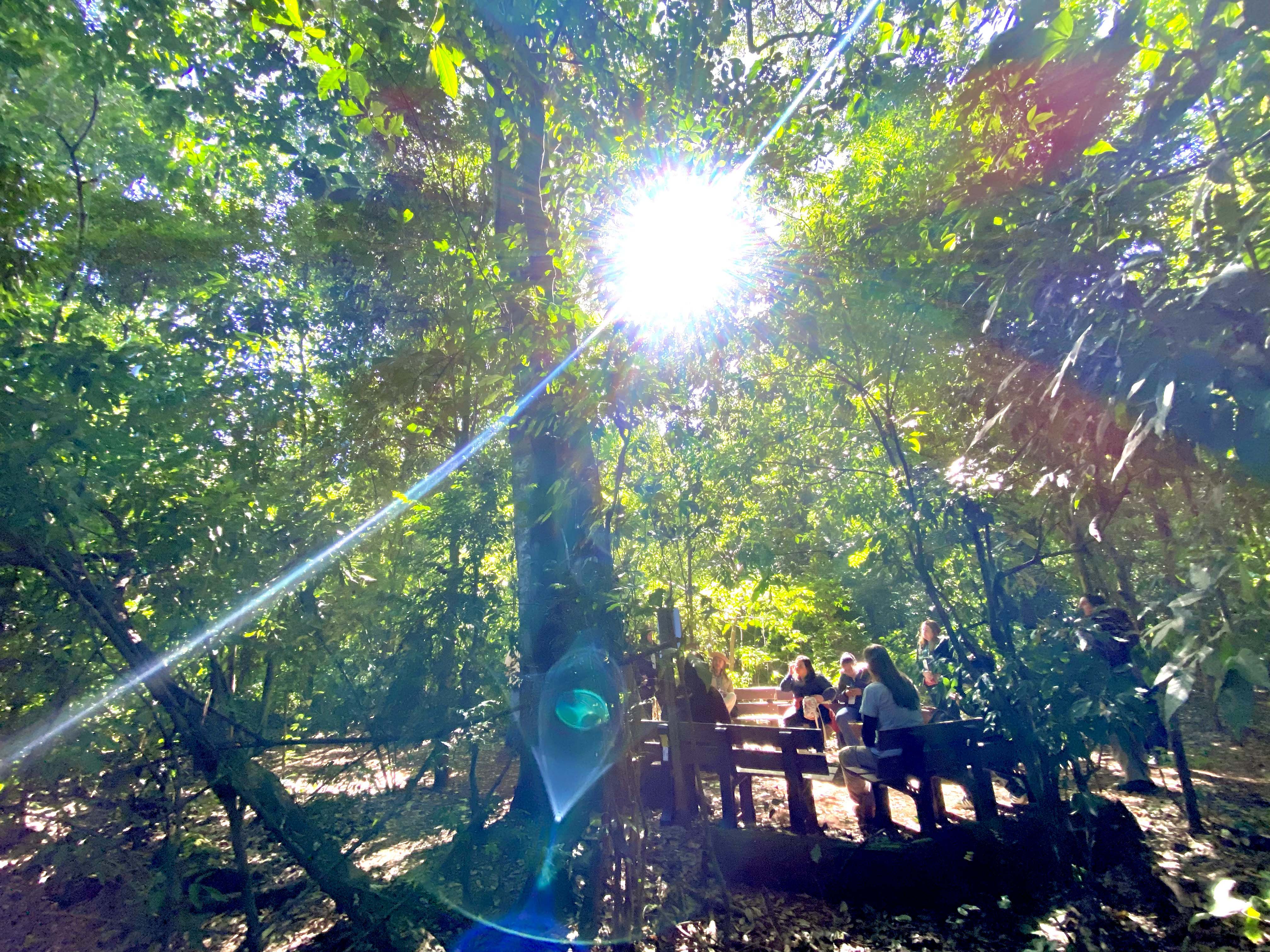 A programação que segue até a segunda-feira, 22 de setembro, reúne atividades presenciais e online para destacar a importância da arborização urbana