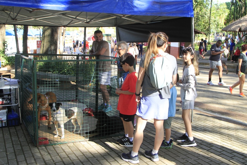Manoel de Brito Animais foram resgatados pelo Samu Animal e estão à espera de um novo lar