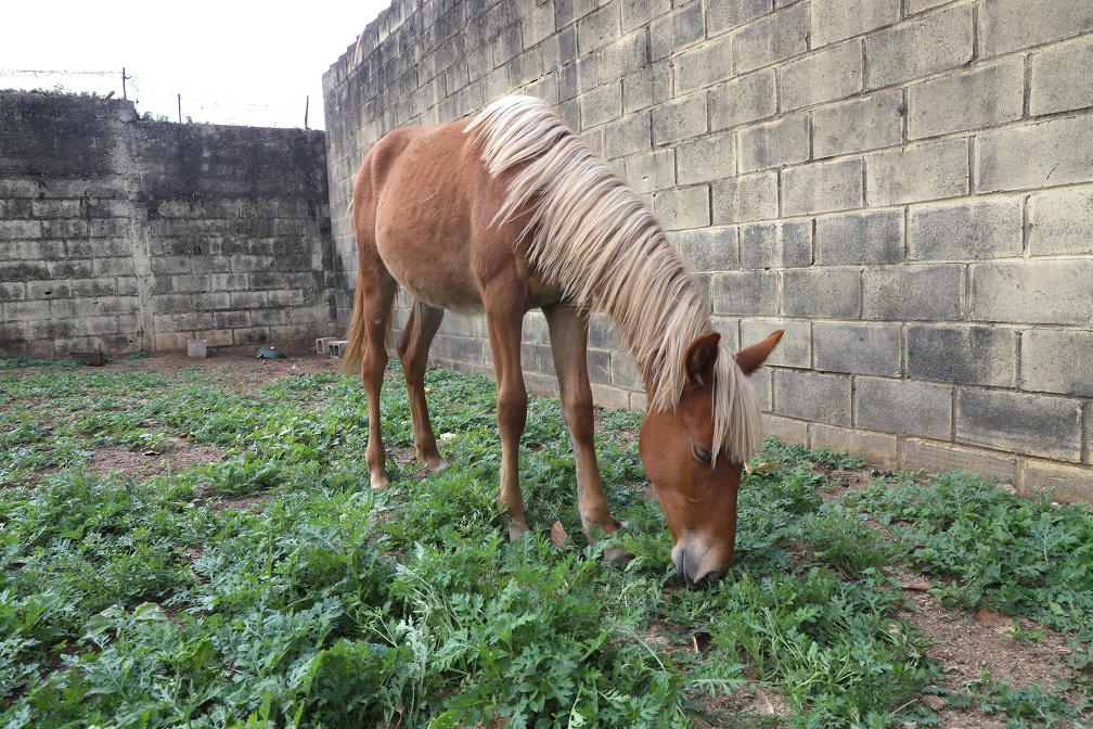 Fernanda Sunega A investigação prossegue para identificar os responsáveis pelo furto de todos os animais, que estão microchipados