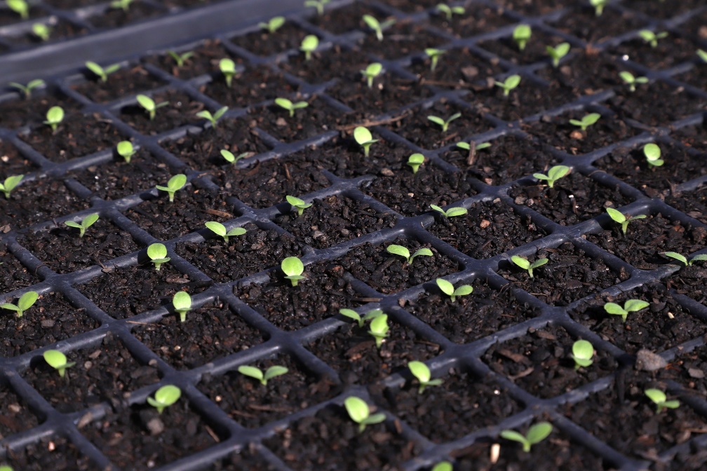 As mudas são saudáveis e cultivadas sem agrotóxicos