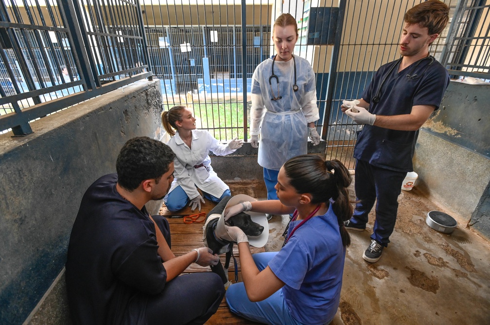 Rogério Capela Mais de 100 animais receberam atendimento