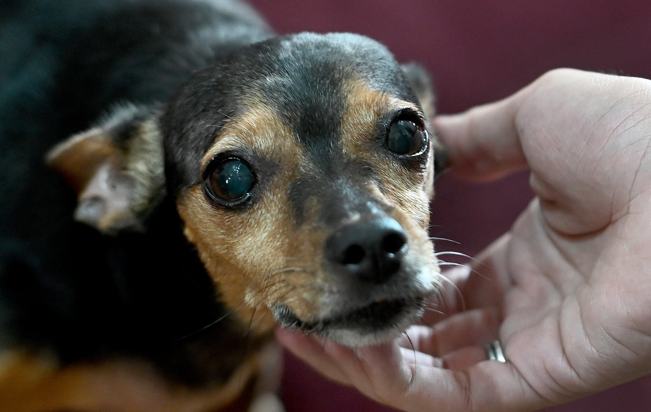 Chegada dos pets mudou a rotina de Thaís 