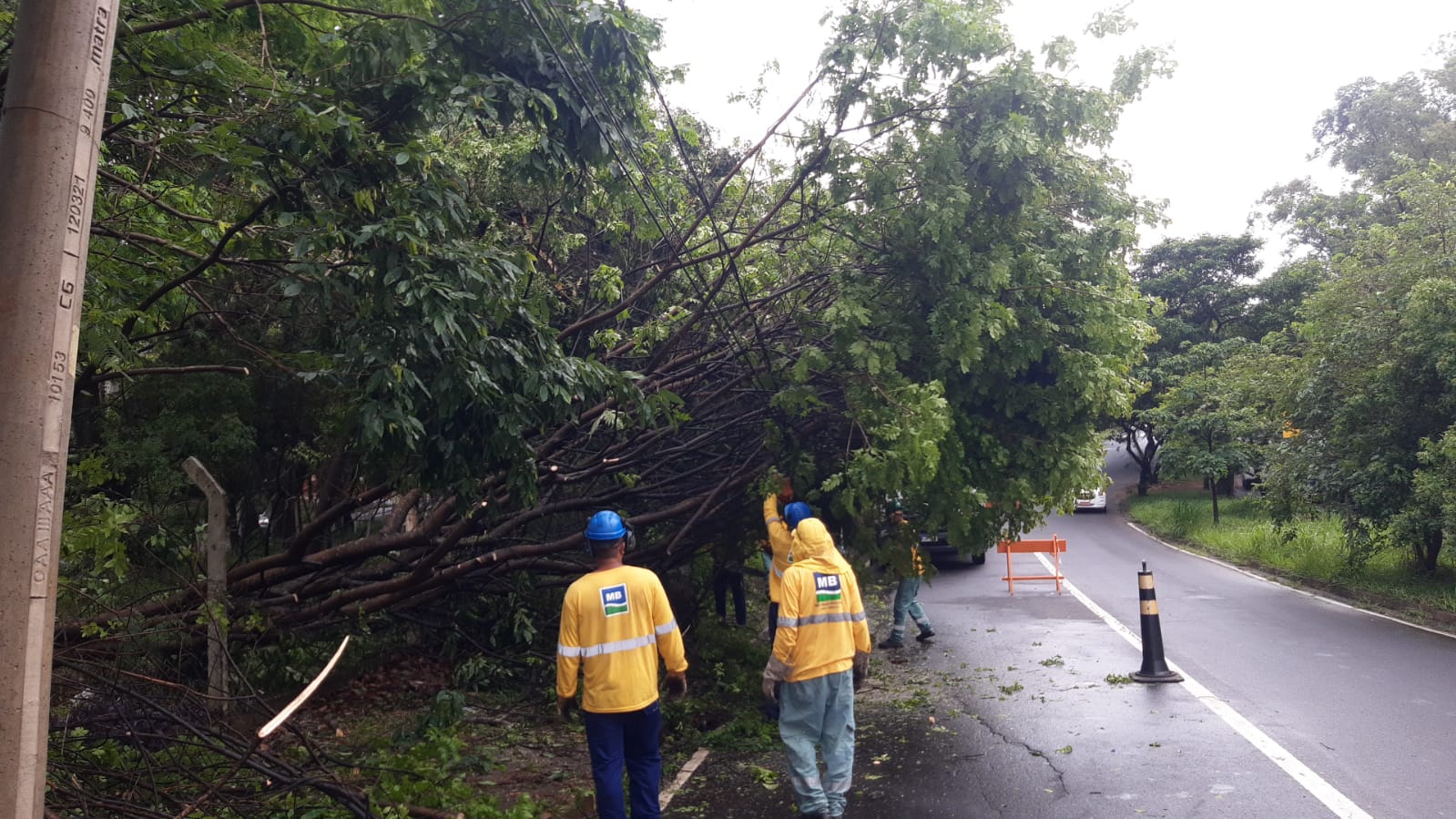 Trabalho para retirada de árvore que caiu na região do Parque Prado, em Campinas