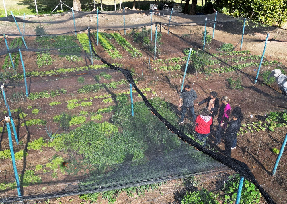 Colheita abasteceu consumo local e permitiu doações pontuais