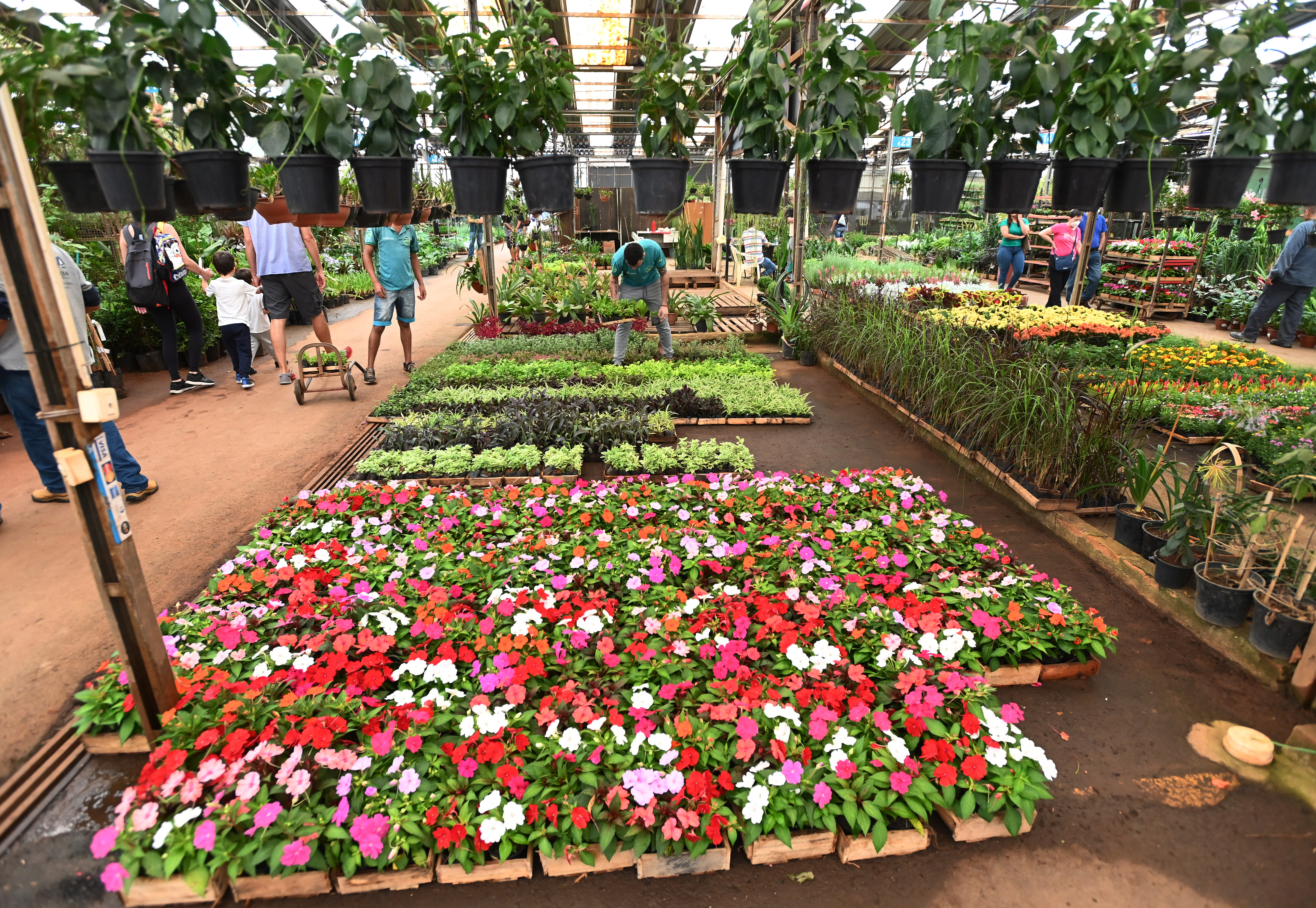 Mercado de Flores é o maior da América Latina