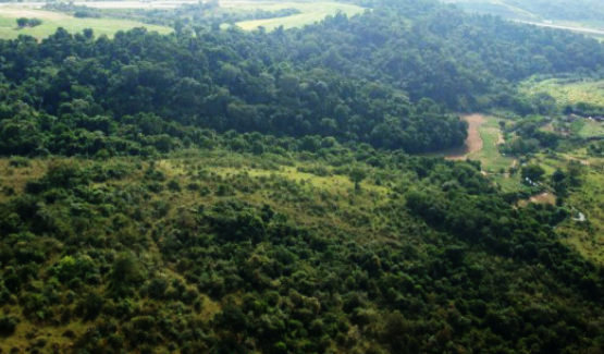 Unidade de conservação Parque Natural Municipal do Campo Grande 