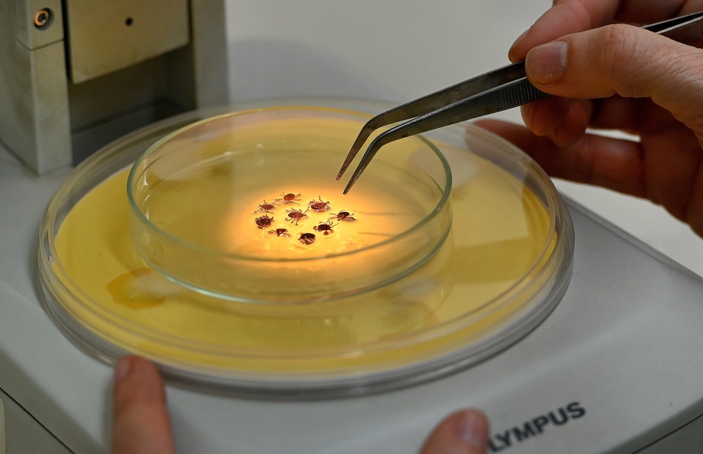 Contaminação se dá por bactéria presente no carrapato-estrela