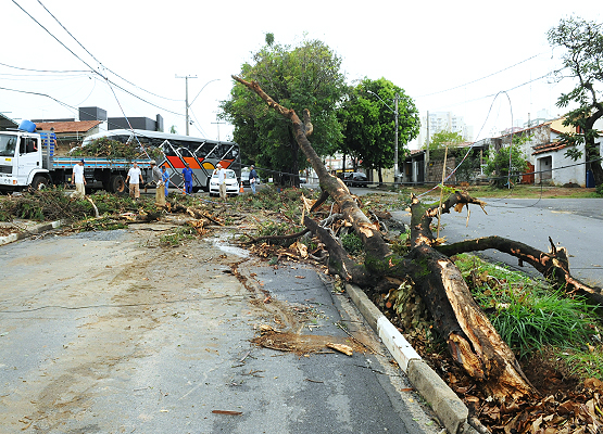 Remoção de galhos desobstrui vias