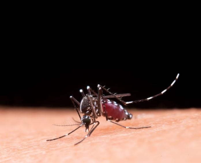 Mosquito Aedes aegypti é vetor de arboviroses como a dengue