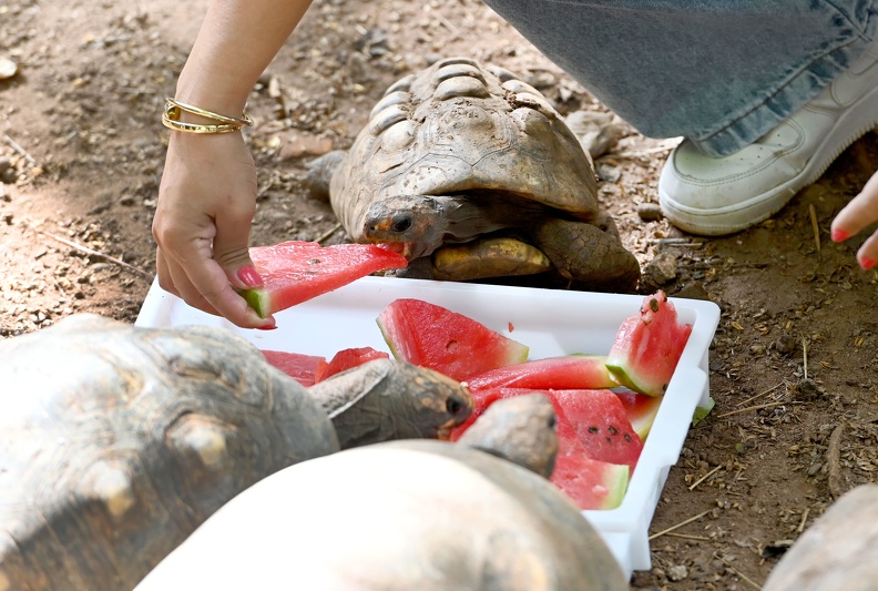 Alimentos gelados garantiram o refresco dos jabutis 