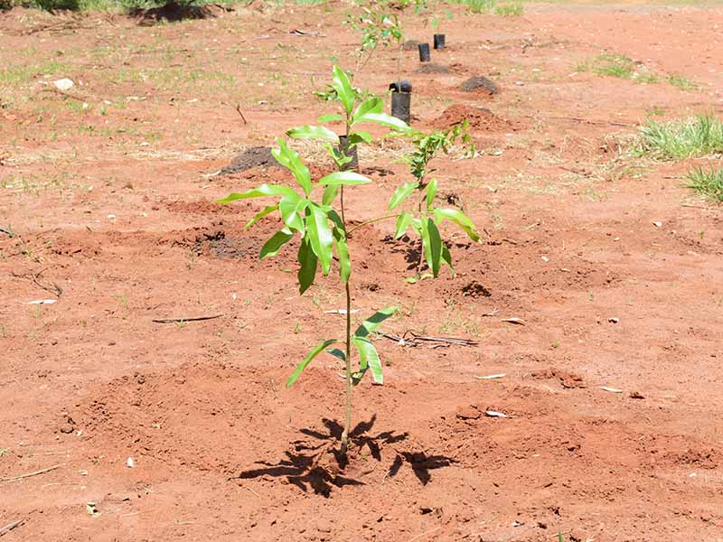 O plantio desta quinta será de 50 mudas de árvores frutíferas típicas do Cerrado