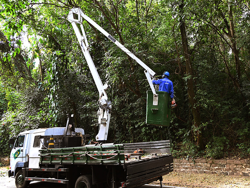 Equipe trabalha no manejo de árvores no Bosque dos Jequitibás