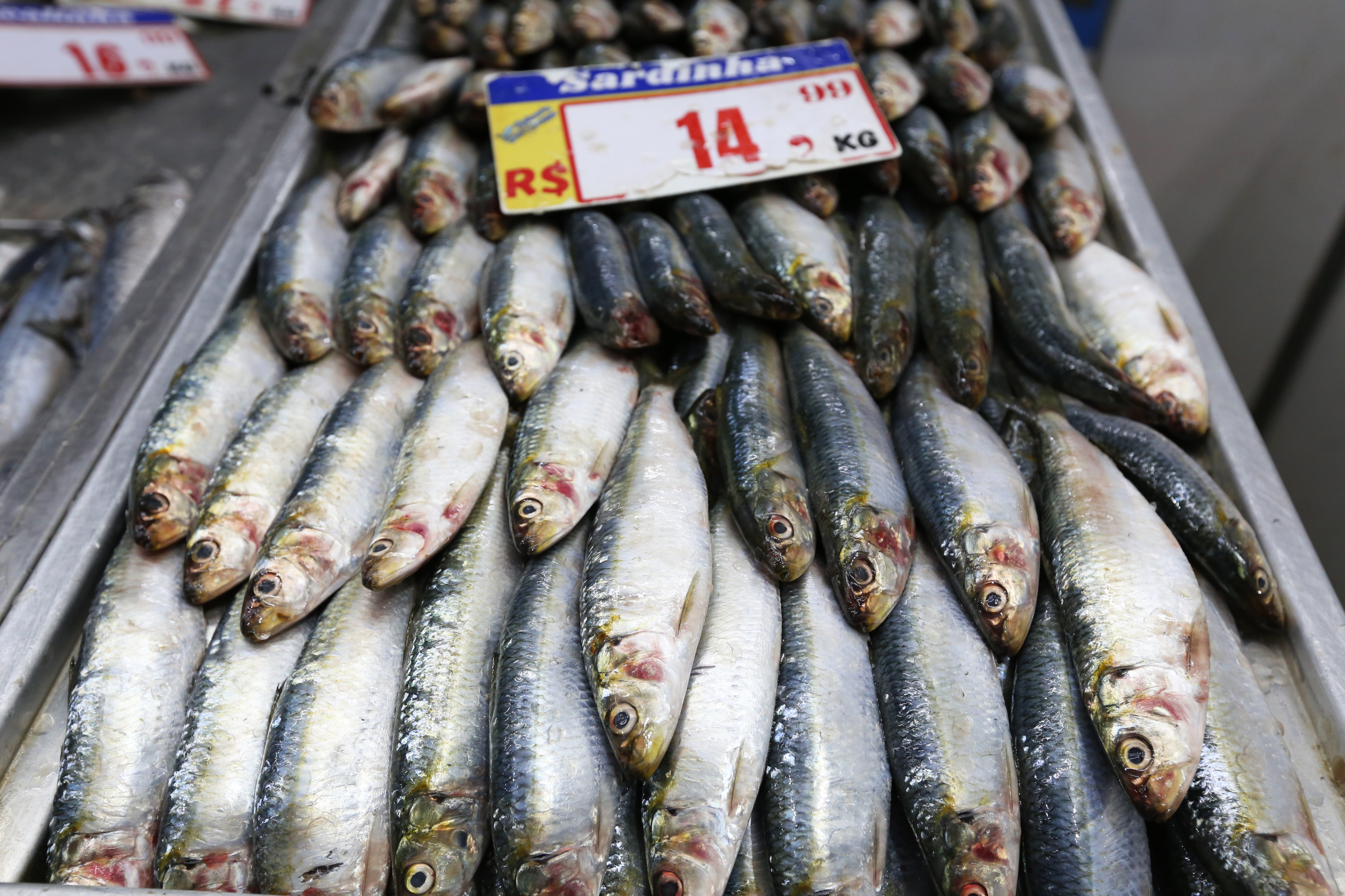 Quilo da sardinha está custando R$ 14,90 no Mercadão 