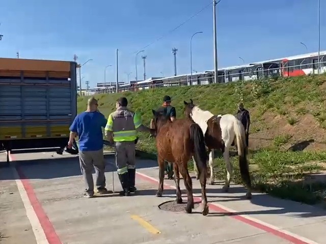 Animais foram recolhidos nas proximidades do terminal de transporte coletivo do Satélite Íris