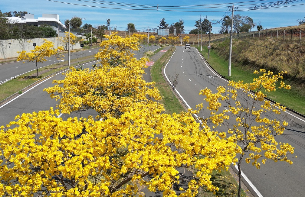 Carlos Bassan Ipês-amarelos colorem a avenida Isaura Roque, perto de Sousas: mudas são cultivadas no Viveiro Municipal