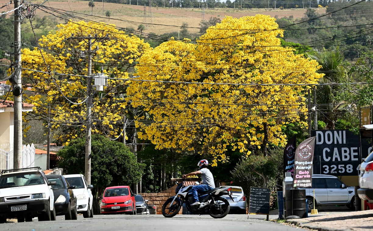 Carlos Bassan Ipês-amarelos nas ruas de Sousas: árvores são utilizadas na arborização da cidade