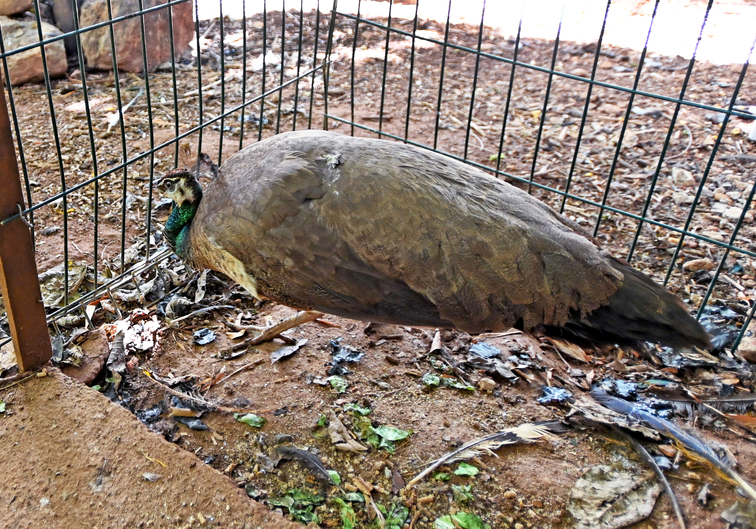 Mamãe pavoa está em local reservado para chocar seus ovos 