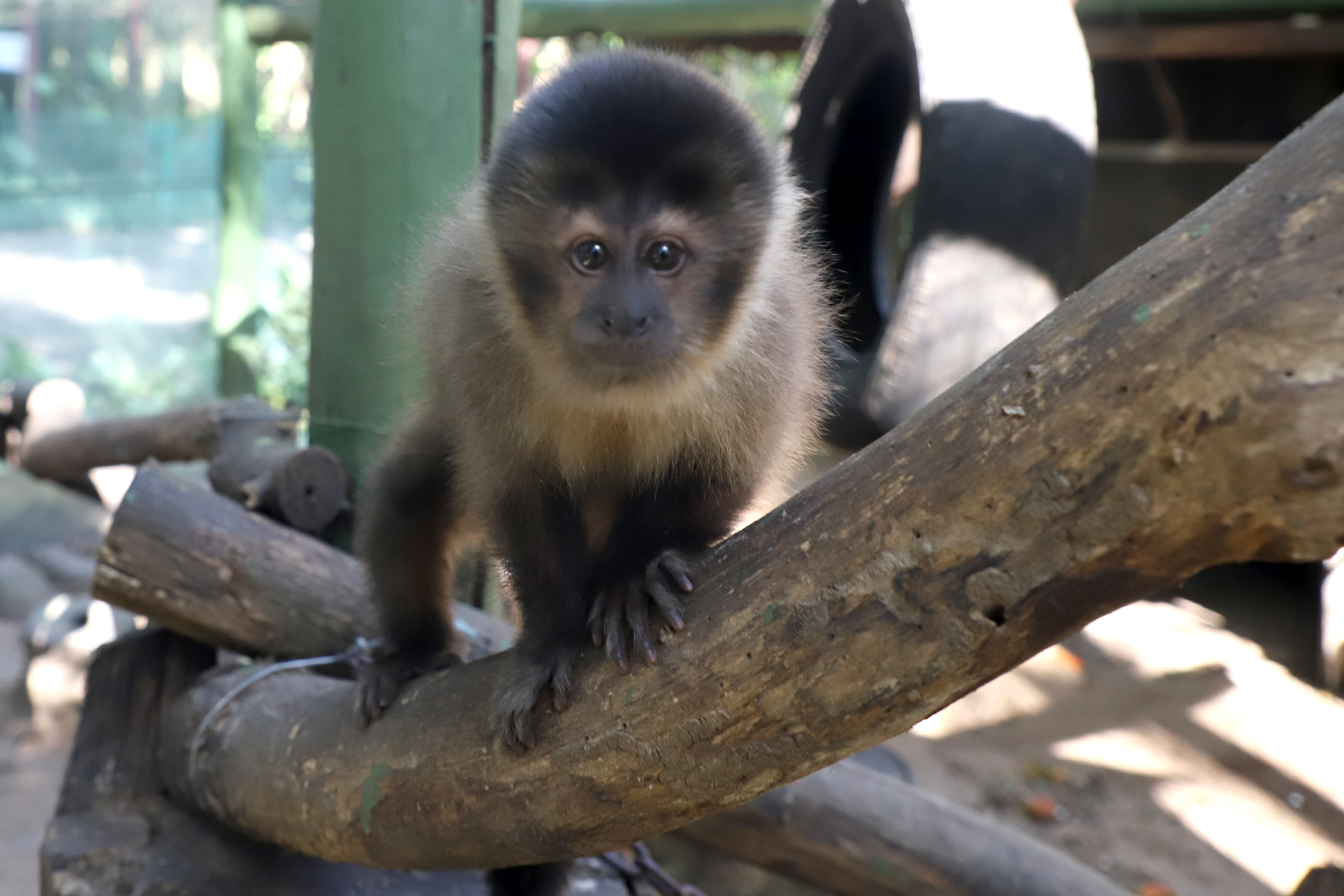 O encontro busca aprofundar a compreensão das comunidades vizinhas sobre os macacos-prego que vivem na reserva e debater formas seguras e responsáveis de convivência com a fauna silvestre da floresta