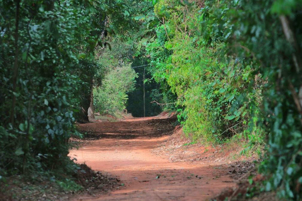 Mata de Santa Genebra representa o maior fragmento de floresta na RMC