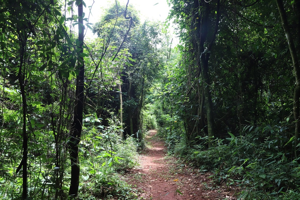 Participantes podem plantar espécies nativas como jequitibá-rosa, palmeira-juçara, ingá e capororoca