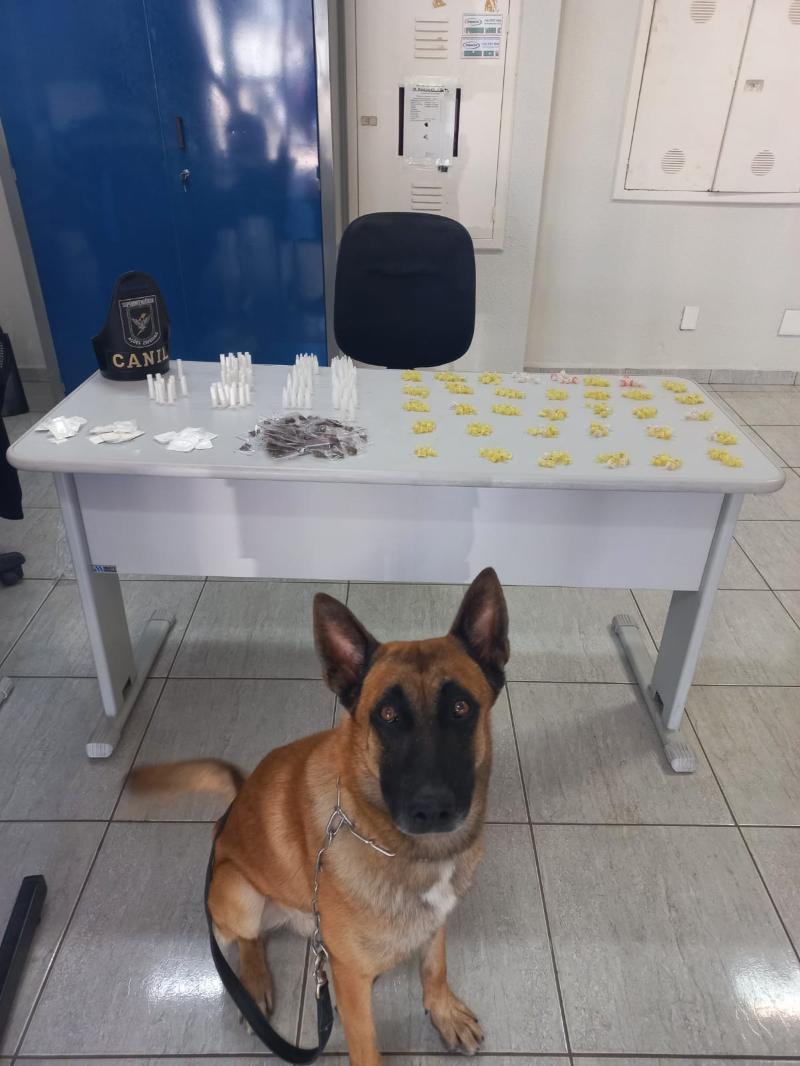 Cão treinado ajudou a localizar drogas