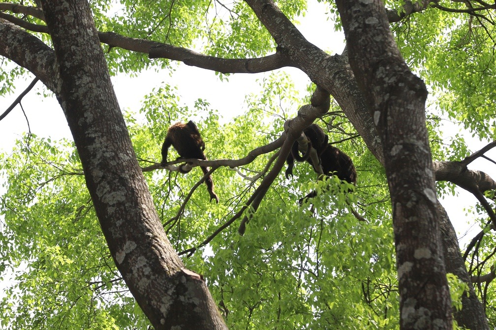 Ações de restauração florestal da FJPO contribuem para a conservação da biodiversidade e a qualidade ambiental na Região Metropolitana de Campinas.