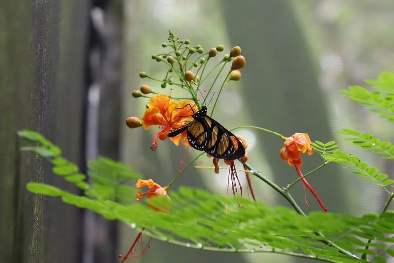 Um dos estudos acadêmicos desenvolvidos registrou a presença de 706 espécies de borboletas na ARIE Mata de Santa Genebra