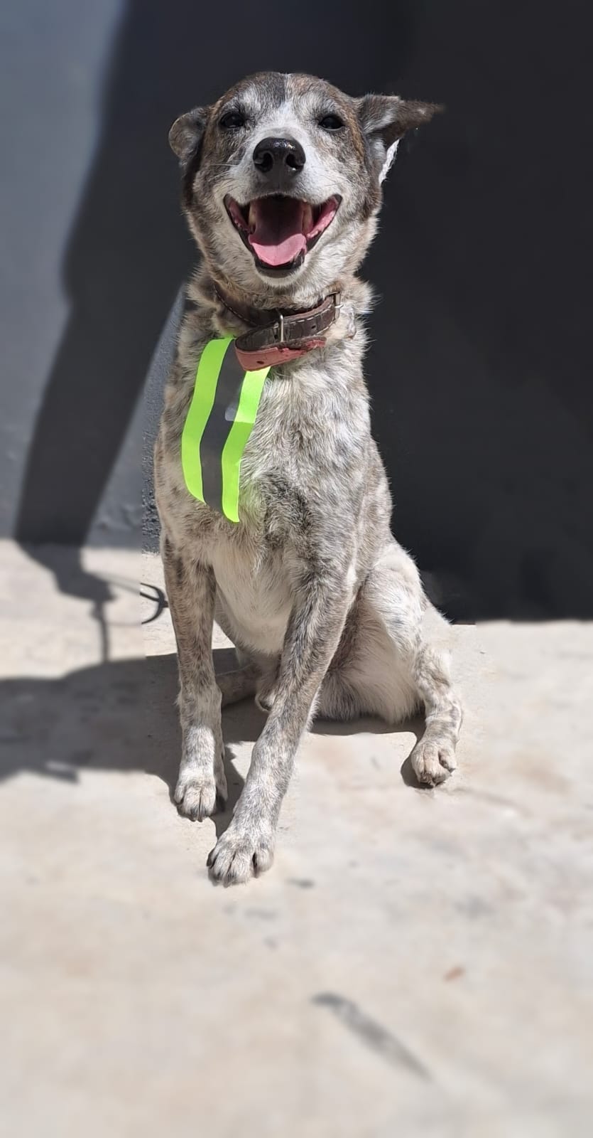 Divulgação Logan, 8 anos de idade