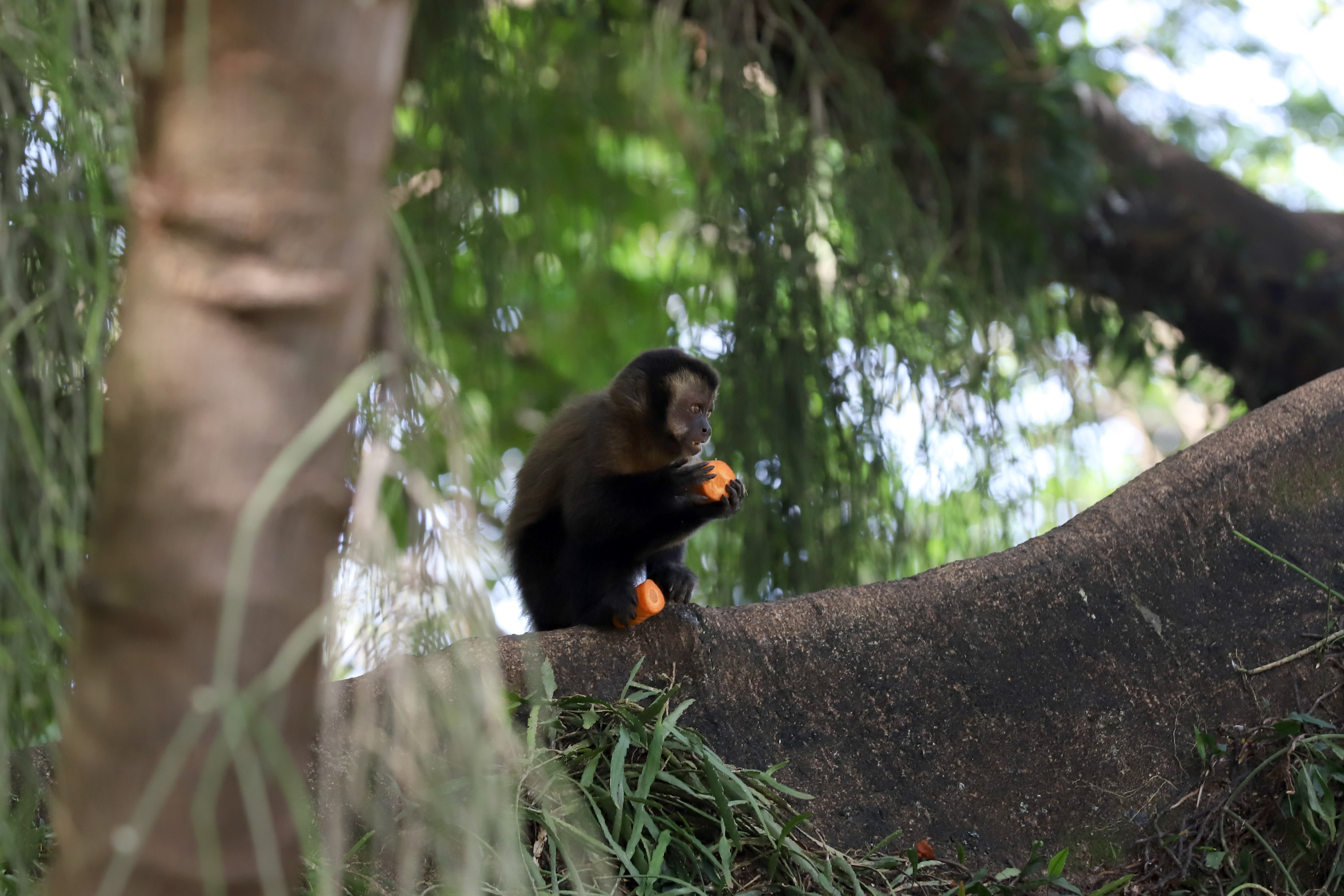 O Bosque dos Jequitibás integra a rede de Centros de Educação Ambiental do município