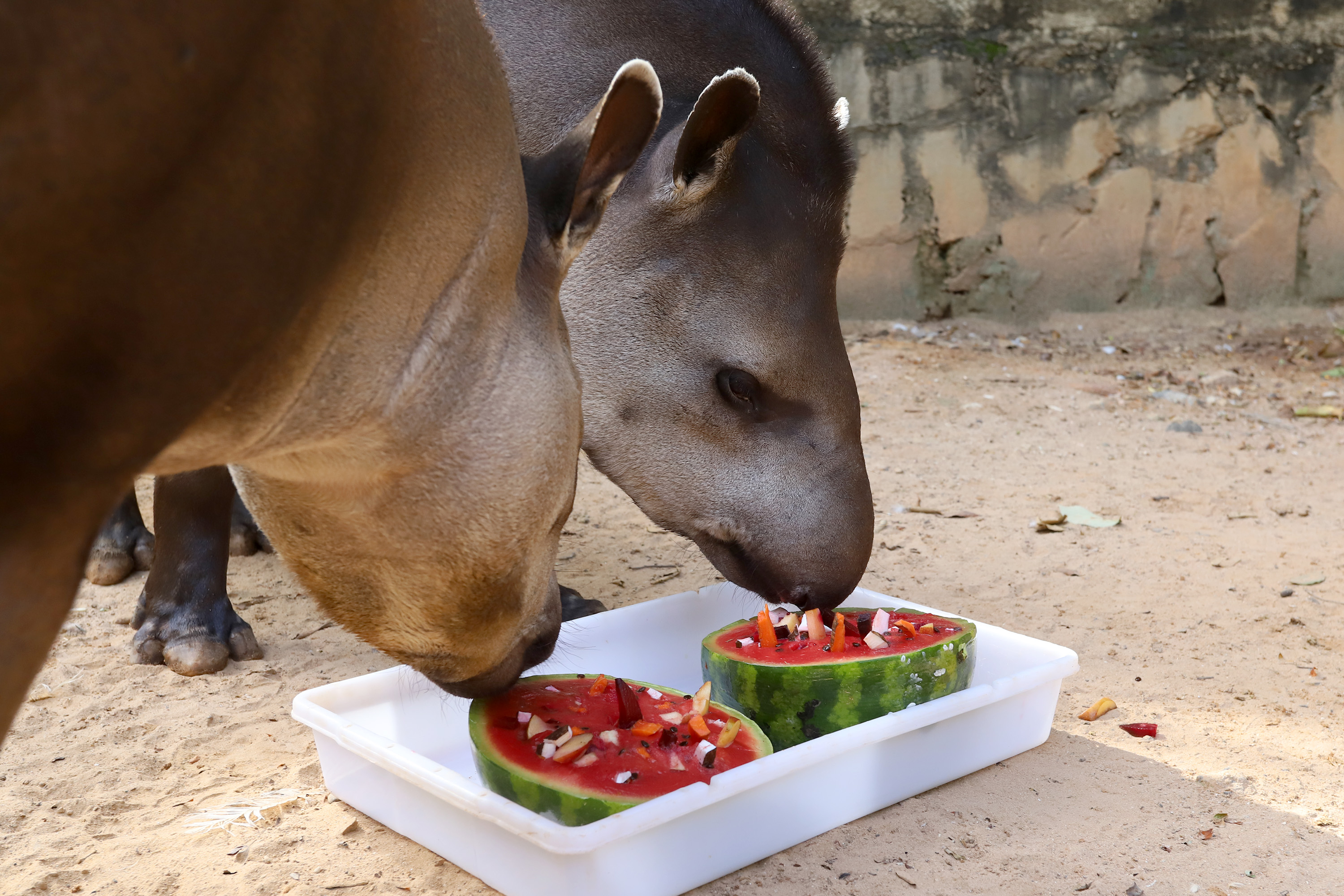 A ação integra as atividades do IntegraCEAs, sistema municipal que articula os Centros de Educação Ambiental de Campinas, fortalecendo a integração das políticas públicas ambientais