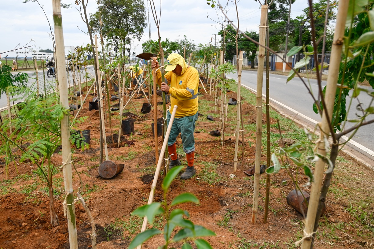 Rogério Capela A 19ª microfloresta urbana de Campinas está se formando, em um canteiro de 1.100 metros quadrados, no meio da avenida Antônio Roccato, a estrada do Amarais