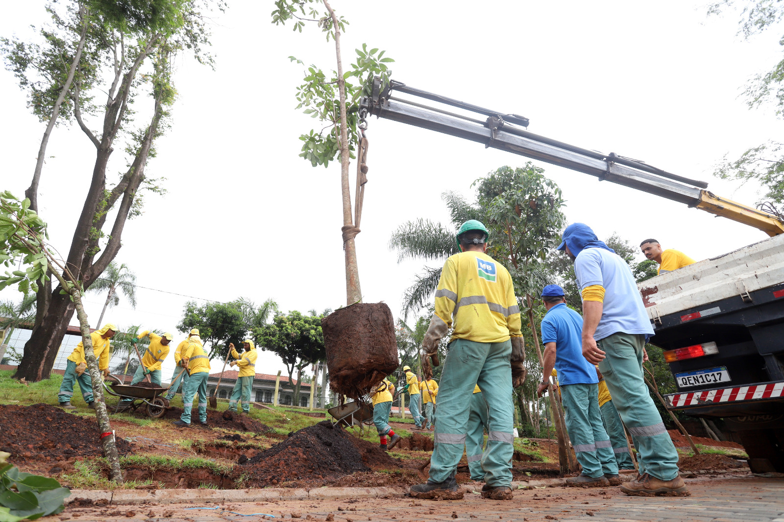 Maior parte das 510 árvores têm até 10 anos