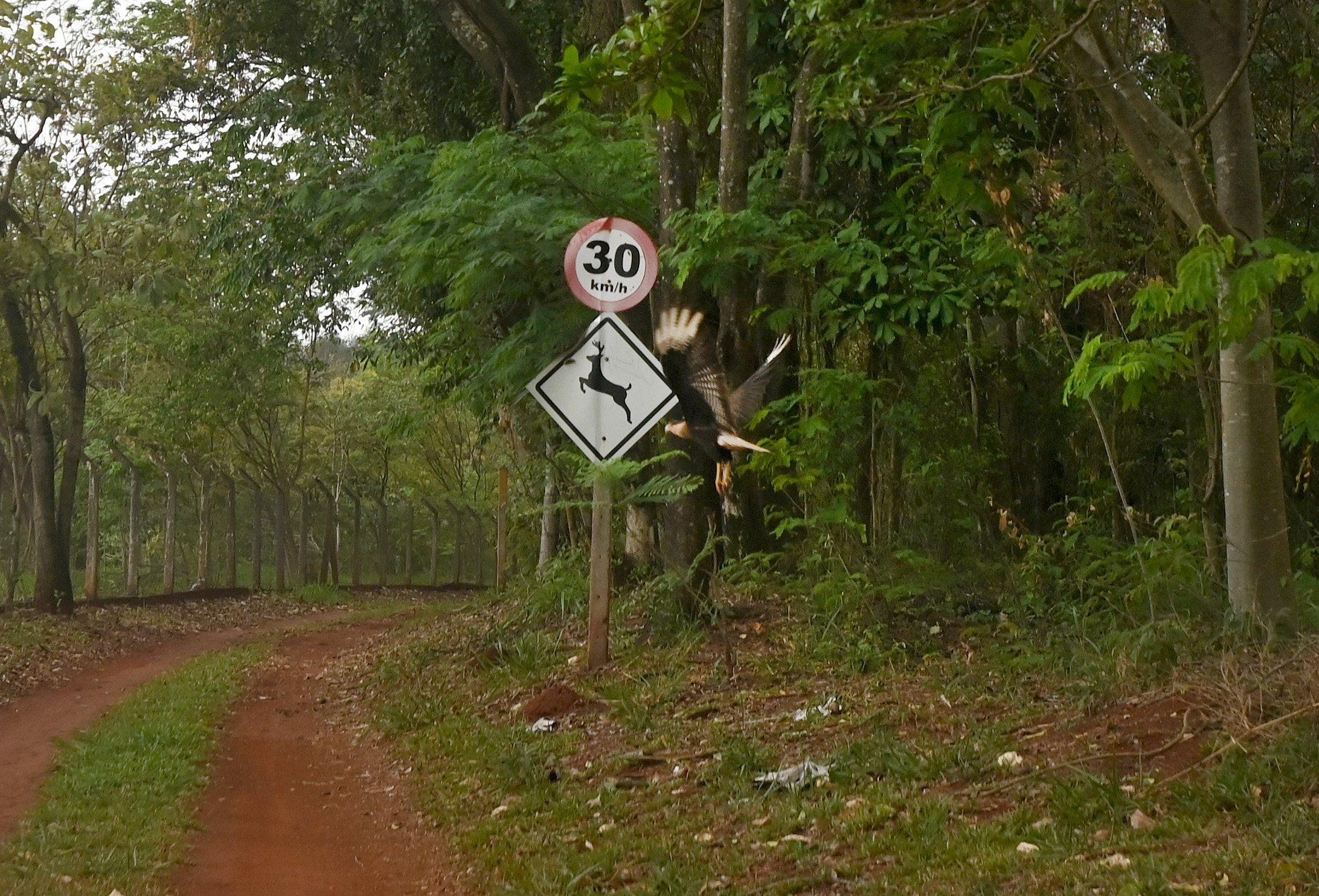 Semana do Meio Ambiente de Campinas oferece oportunidades gratuitas para a população entrar em contato com o patrimônio ambiental que é a Mata de Santa Genebra