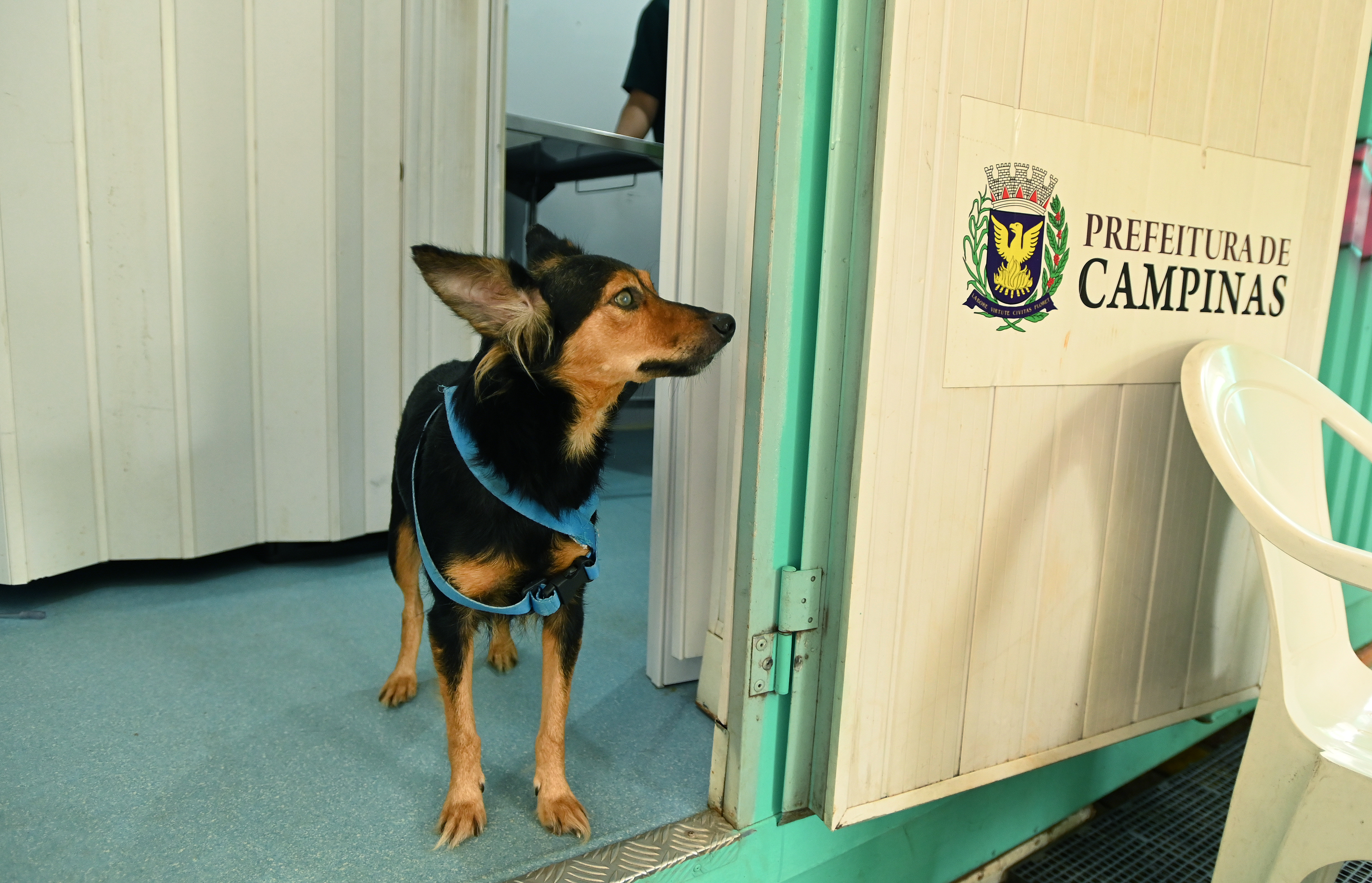 Atendimentos nos Consultórios Veterinários Móveis aumentaram 27,96% no período