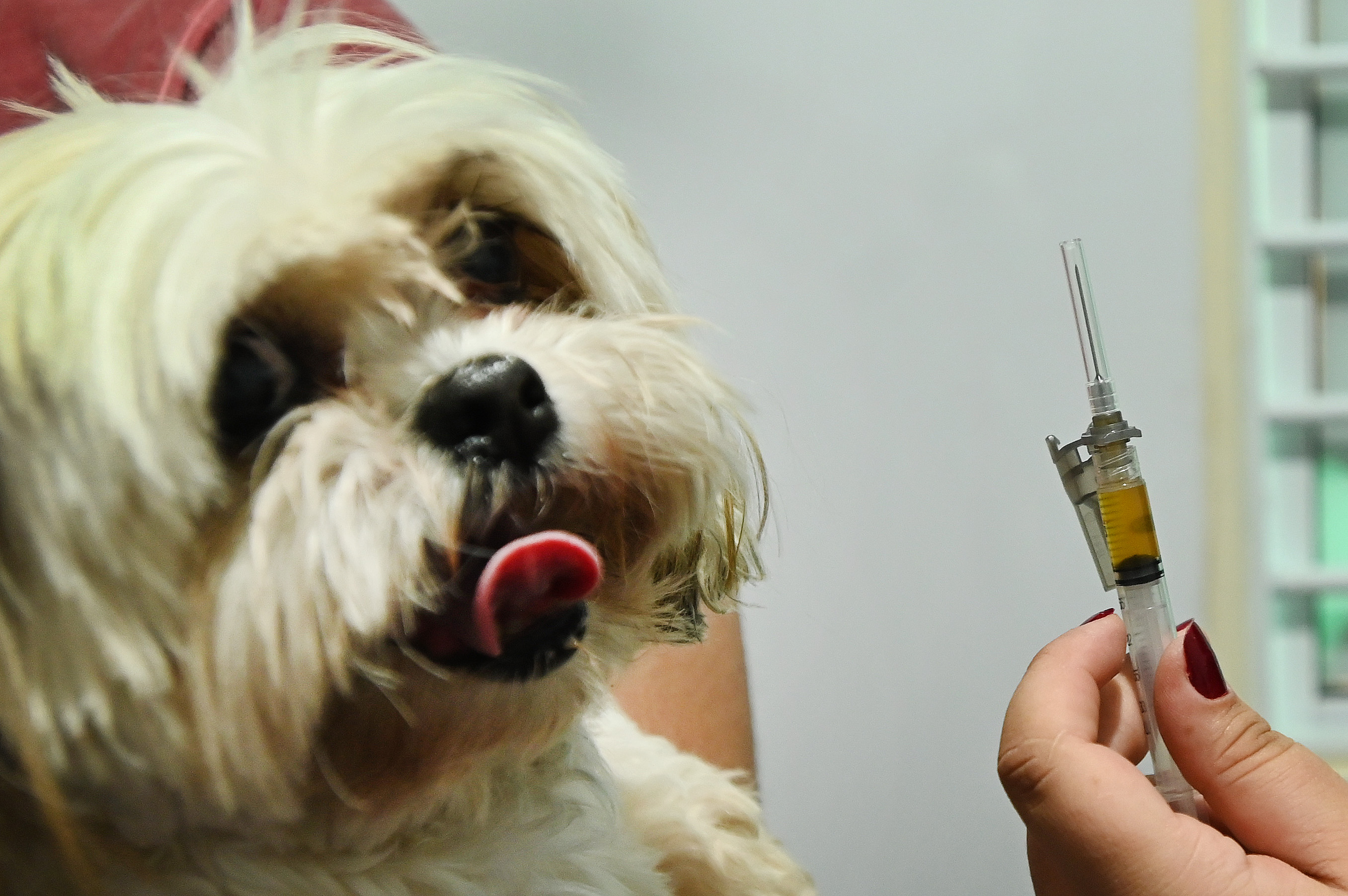 Estratégia busca facilitar o acesso dos tutores aos serviços de saúde animal