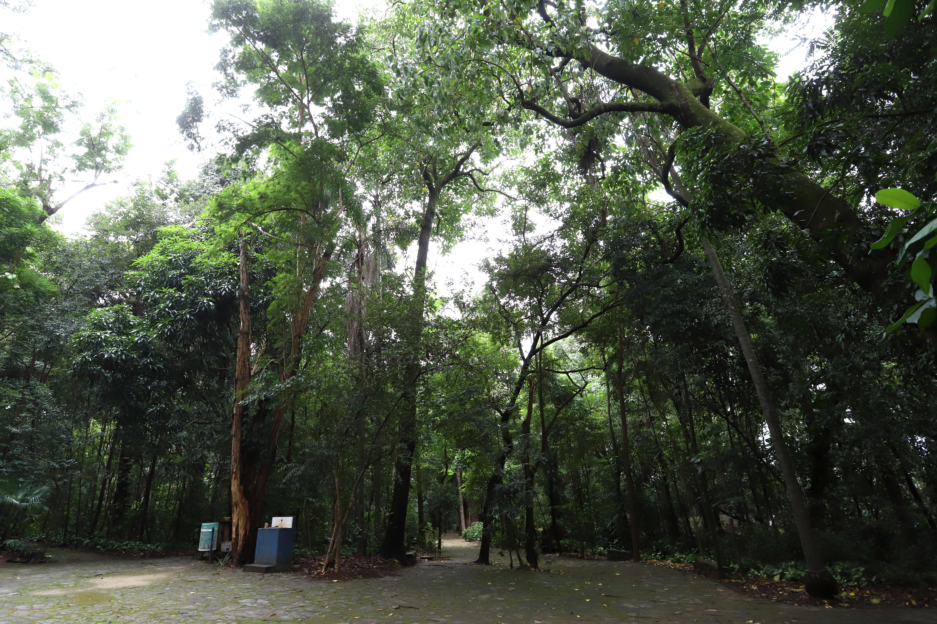 Bosque dos Alemães, no bairro Guanabara