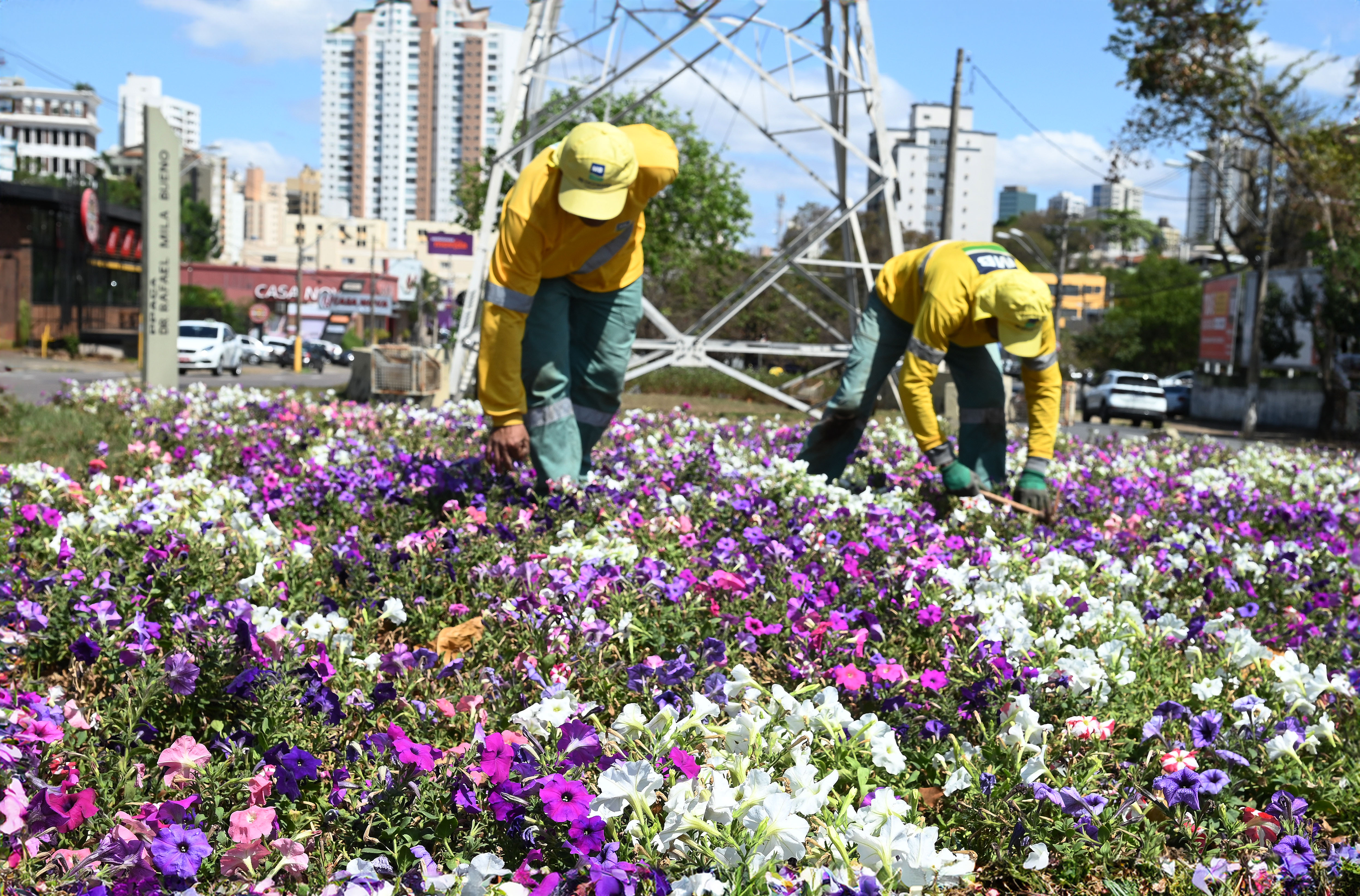 Aproximadamente 16 mil mudas de flores e ornamentais foram distribuídas esta semana