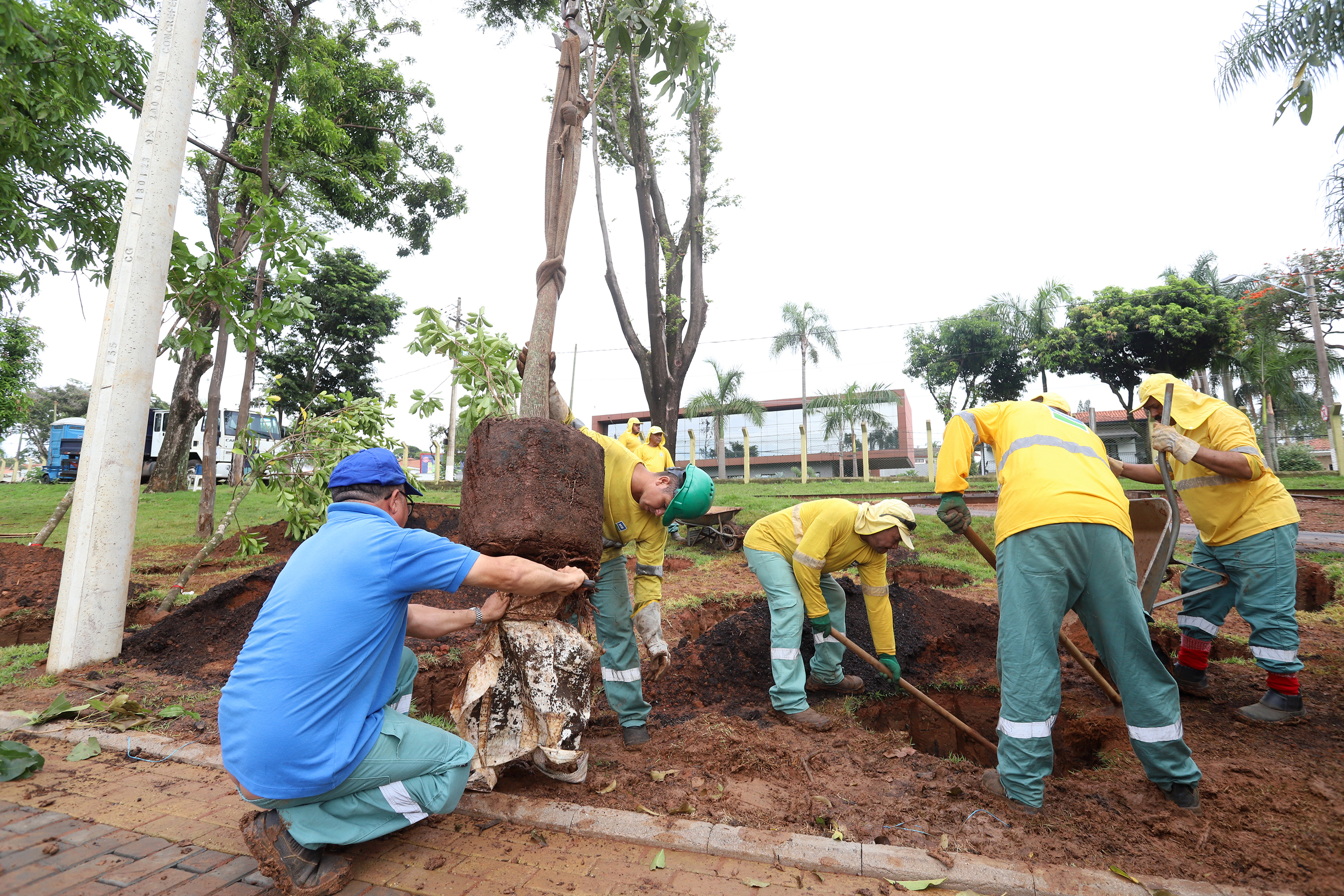 Equipe planta árvore no Parque Portugal, em Campinas